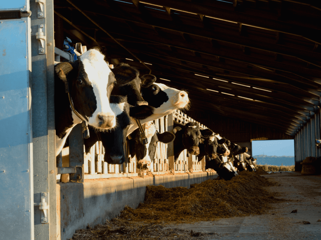 A group of cows in a barn, all peeking out from their individual stalls. The cows are black and white, and the sunlight is casting long shadows on the barn floor. The barn has a wooden structure, and there is some straw scattered on the ground.